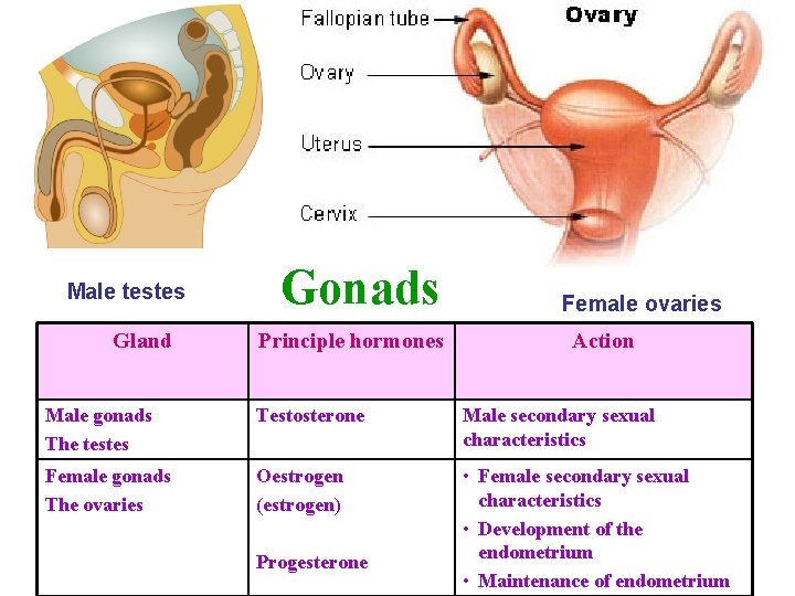 Male testes Gland Gonads Principle hormones Female ovaries Action Male gonads The testes Testosterone