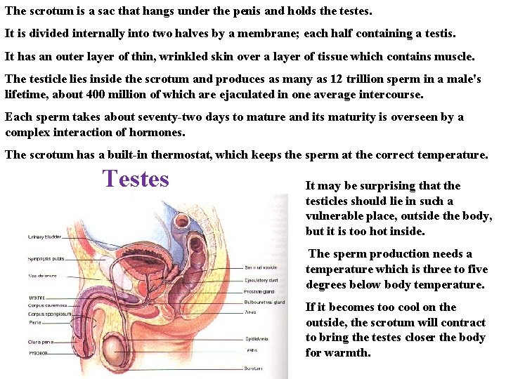 The scrotum is a sac that hangs under the penis and holds the testes.