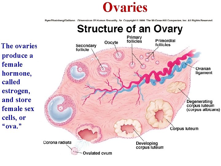 Ovaries The ovaries produce a female hormone, called estrogen, and store female sex cells,