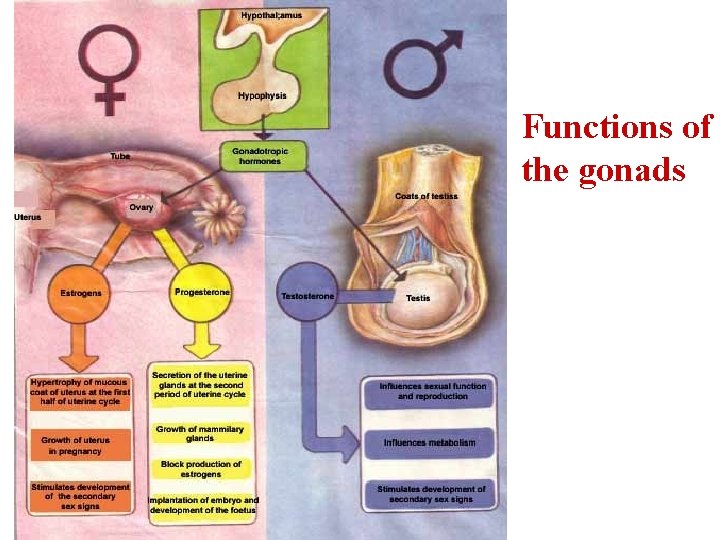 Functions of the gonads 