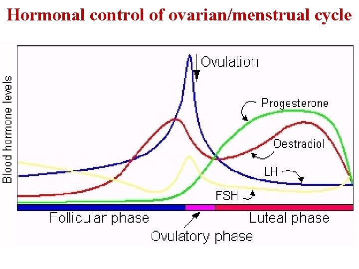 Hormonal control of ovarian/menstrual cycle 