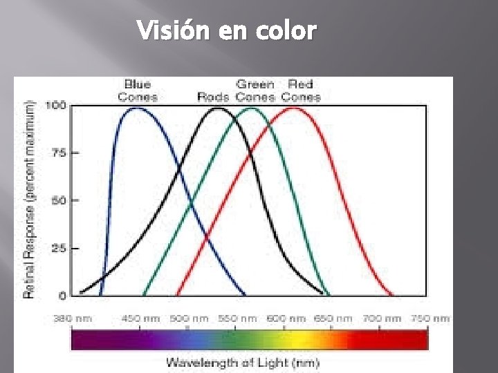 Visión en color Visión en color