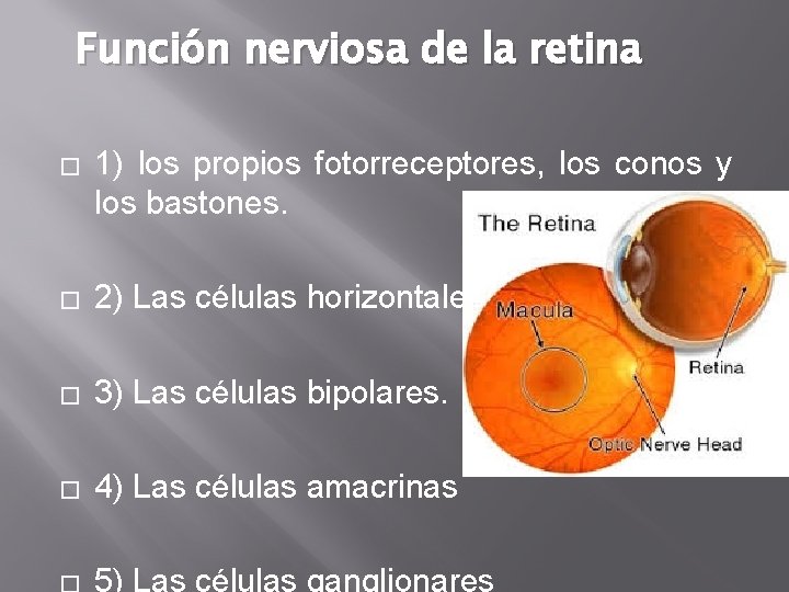 Función nerviosa de la retina � 1) los propios fotorreceptores, los conos y los Función nerviosa de la retina � 1) los propios fotorreceptores, los conos y los