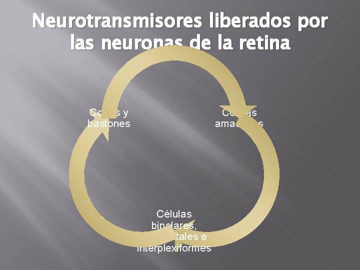 Neurotransmisores liberados por las neuronas de la retina Conos y bastones Células amacrinas Células Neurotransmisores liberados por las neuronas de la retina Conos y bastones Células amacrinas Células