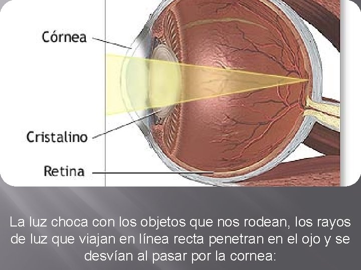 PERIODO REFRACTARIO La luz choca con los objetos que nos rodean, los rayos de PERIODO REFRACTARIO La luz choca con los objetos que nos rodean, los rayos de