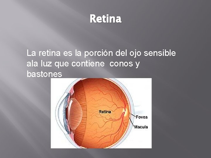 Retina La retina es la porción del ojo sensible ala luz que contiene conos Retina La retina es la porción del ojo sensible ala luz que contiene conos