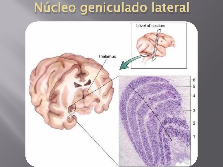 Núcleo geniculado lateral Núcleo geniculado lateral