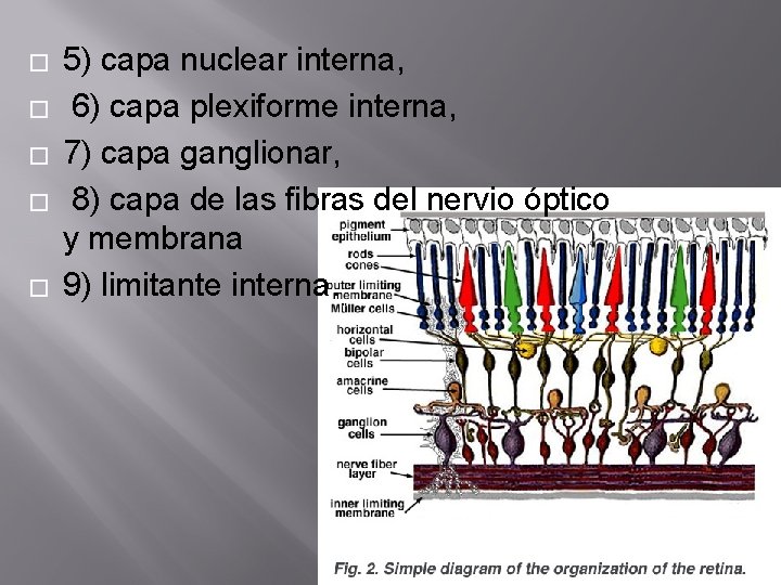 � � � 5) capa nuclear interna, 6) capa plexiforme interna, 7) capa ganglionar, � � � 5) capa nuclear interna, 6) capa plexiforme interna, 7) capa ganglionar,