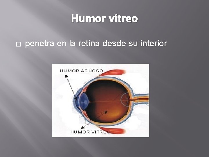 Humor vítreo � penetra en la retina desde su interior Humor vítreo � penetra en la retina desde su interior