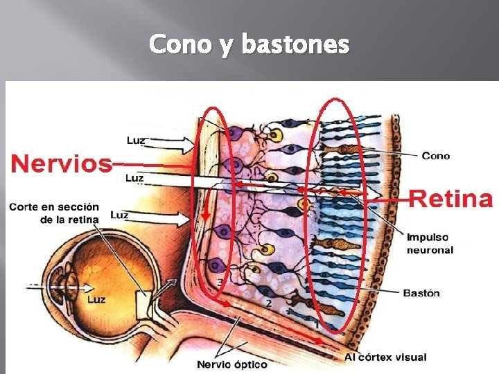 Cono y bastones Cono y bastones