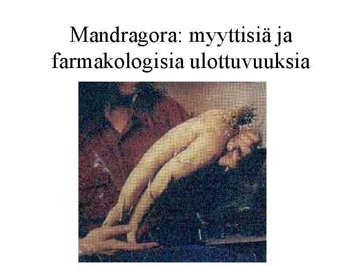 Mandragora: myyttisiä ja farmakologisia ulottuvuuksia 