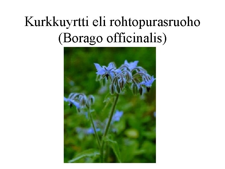 Kurkkuyrtti eli rohtopurasruoho (Borago officinalis) 