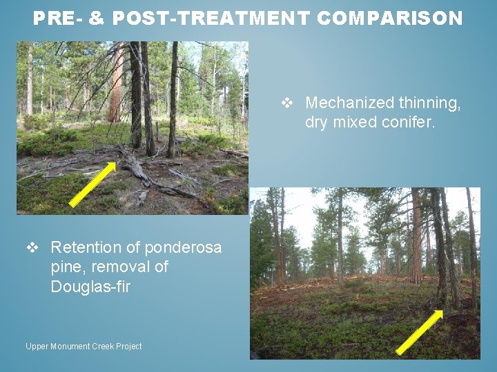 PRE- & POST-TREATMENT COMPARISON v Mechanized thinning, dry mixed conifer. v Retention of ponderosa