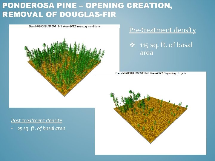 PONDEROSA PINE – OPENING CREATION, REMOVAL OF DOUGLAS-FIR Pre-treatment density v 115 sq. ft.