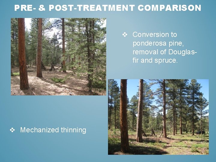 PRE- & POST-TREATMENT COMPARISON v Conversion to ponderosa pine, removal of Douglasfir and spruce.