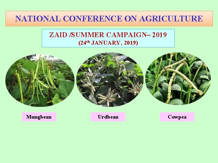 NATIONAL CONFERENCE ON AGRICULTURE ZAID /SUMMER CAMPAIGN– 2019 (24 th JANUARY, 2019) Mungbean Urdbean NATIONAL CONFERENCE ON AGRICULTURE ZAID /SUMMER CAMPAIGN– 2019 (24 th JANUARY, 2019) Mungbean Urdbean