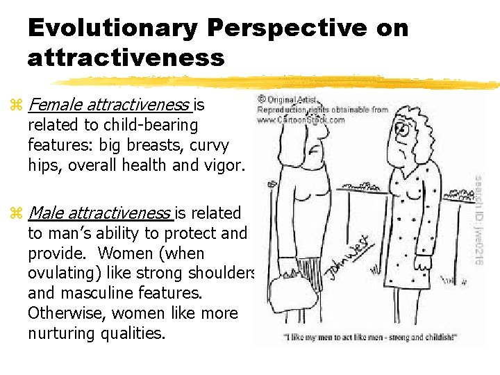 Evolutionary Perspective on attractiveness z Female attractiveness is related to child-bearing features: big breasts,