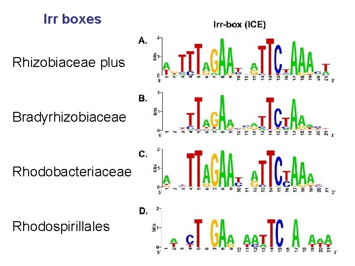 Irr boxes Rhizobiaceae plus Bradyrhizobiaceae Rhodobacteriaceae Rhodospirillales 