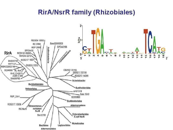 Rir. A/Nsr. R family (Rhizobiales) 
