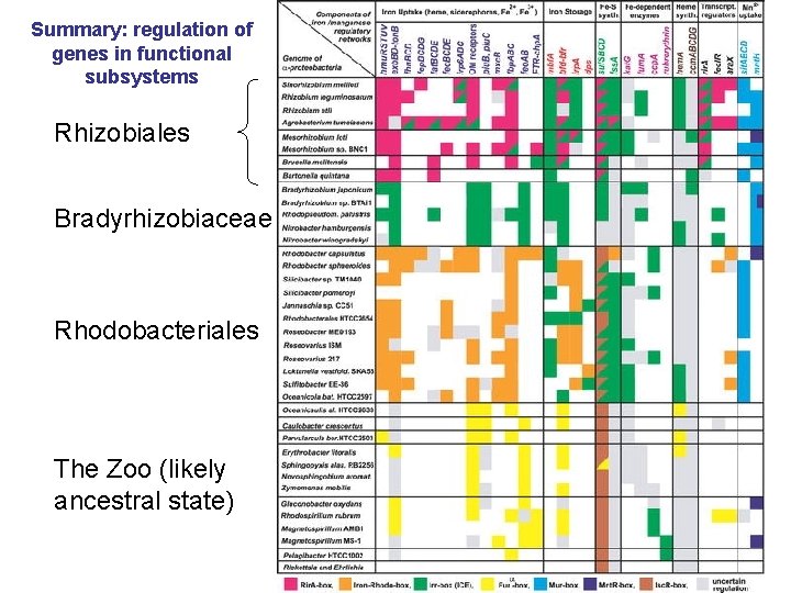 Summary: regulation of genes in functional subsystems Rhizobiales Bradyrhizobiaceae Rhodobacteriales The Zoo (likely ancestral