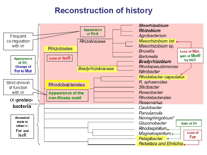 Reconstruction of history Frequent co-regulation with Irr Strict division of function with Irr Appearance