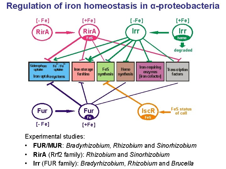 Regulation of iron homeostasis in α-proteobacteria [- Fe] [+Fe] [ - Fe] [+Fe] Rir.