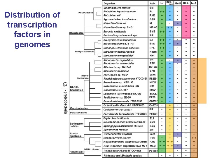 Distribution of transcription factors in genomes 