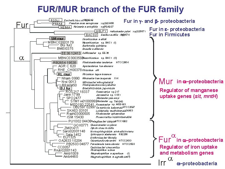 FUR/MUR branch of the FUR family Fur a sp| Escherichia coli: P 0 A