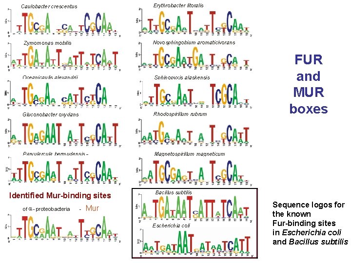 Erythrobacter litoralis Caulobacter crescentus Novosphingobium aromaticivorans Zymomonas mobilis Oceanicaulis alexandrii Sphinopyxis alaskensis Gluconobacter oxydans