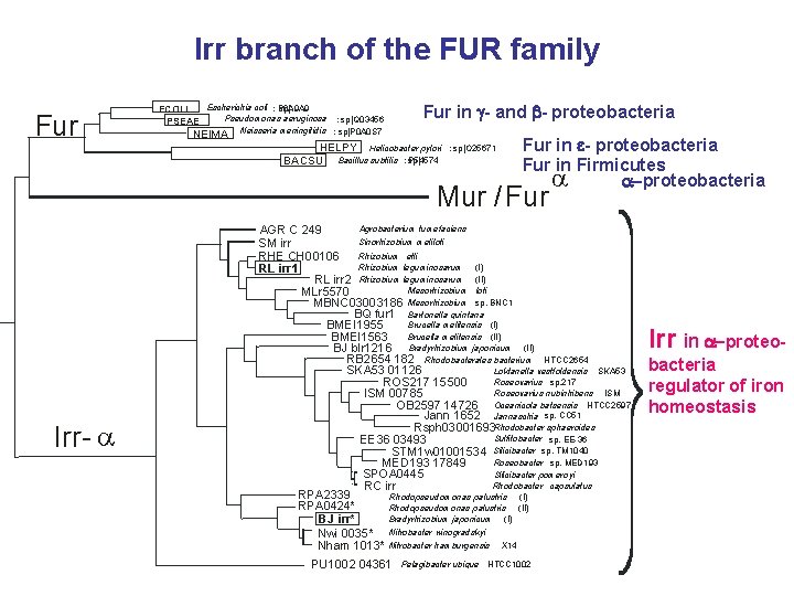 Irr branch of the FUR family Fur Escherichia coli : P 0 A 9