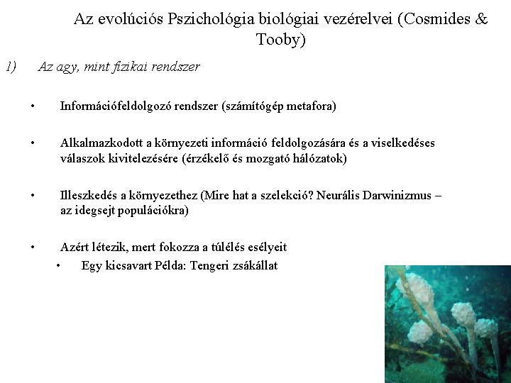 Az evolúciós Pszichológia biológiai vezérelvei (Cosmides & Tooby) 1) Az agy, mint fizikai rendszer