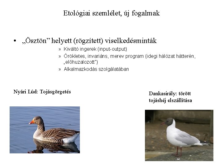 Etológiai szemlélet, új fogalmak • „Ösztön” helyett (rögzített) viselkedésminták » Kiváltó ingerek (input-output) »