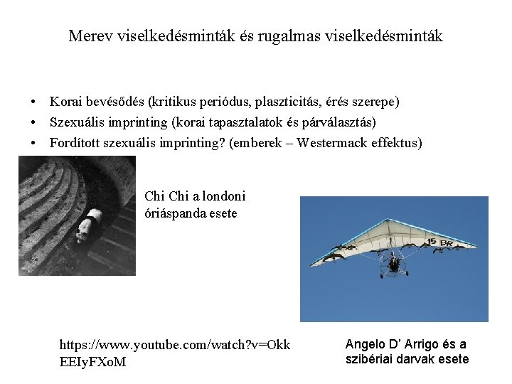 Merev viselkedésminták és rugalmas viselkedésminták • Korai bevésődés (kritikus periódus, plaszticitás, érés szerepe) •