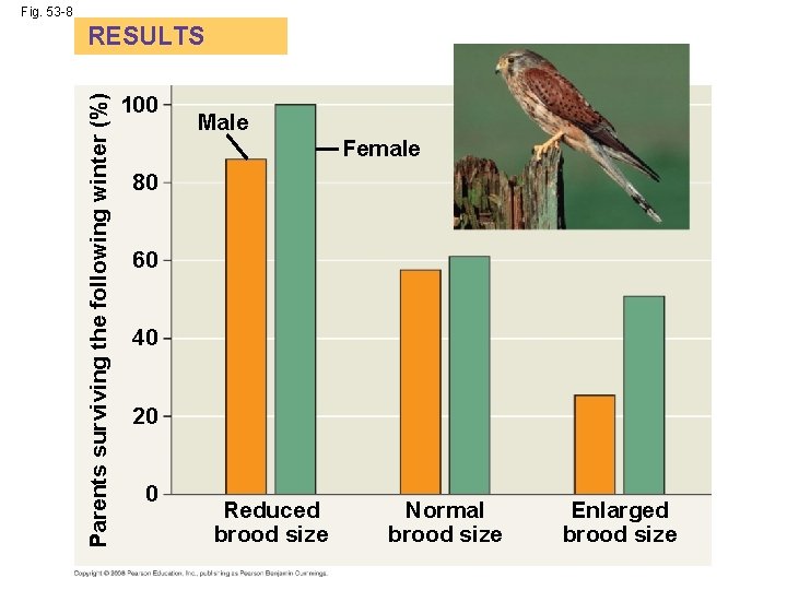 Fig. 53 -8 Parents surviving the following winter (%) RESULTS 100 Male Female 80