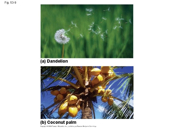Fig. 53 -9 (a) Dandelion (b) Coconut palm 
