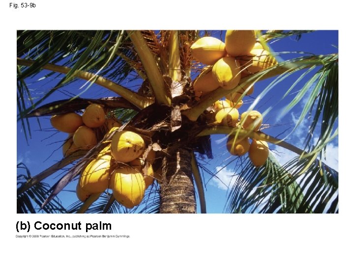 Fig. 53 -9 b (b) Coconut palm 