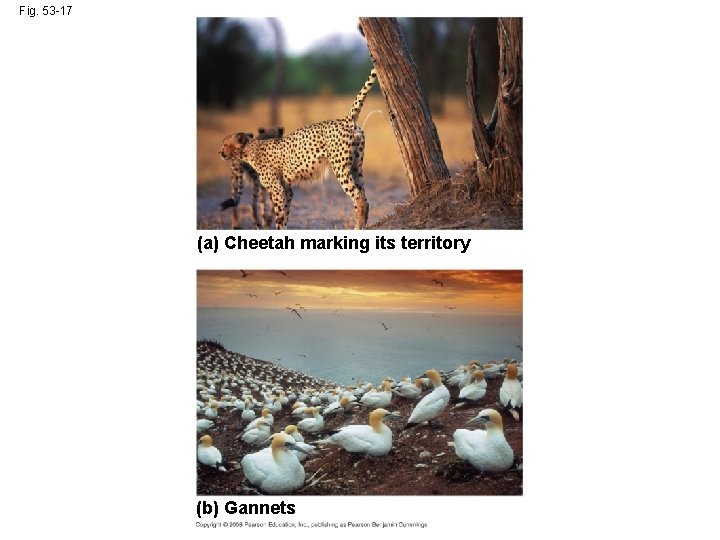 Fig. 53 -17 (a) Cheetah marking its territory (b) Gannets 