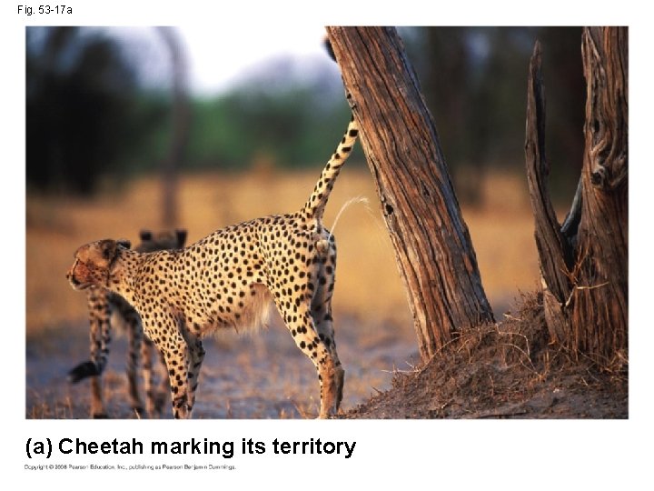 Fig. 53 -17 a (a) Cheetah marking its territory 