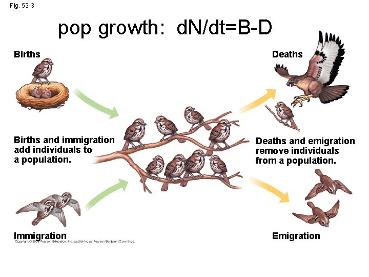 Fig. 53 -3 pop growth: d. N/dt=B-D Births and immigration add individuals to a