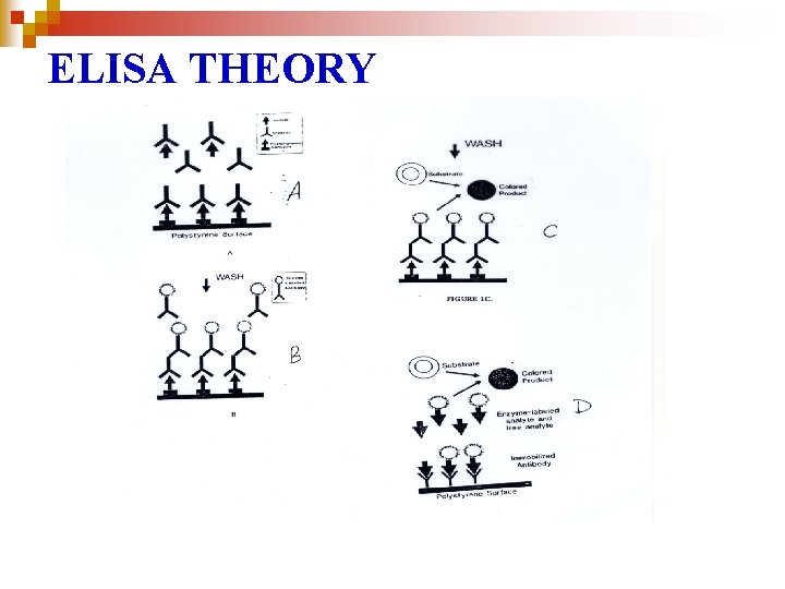 ELISA THEORY 