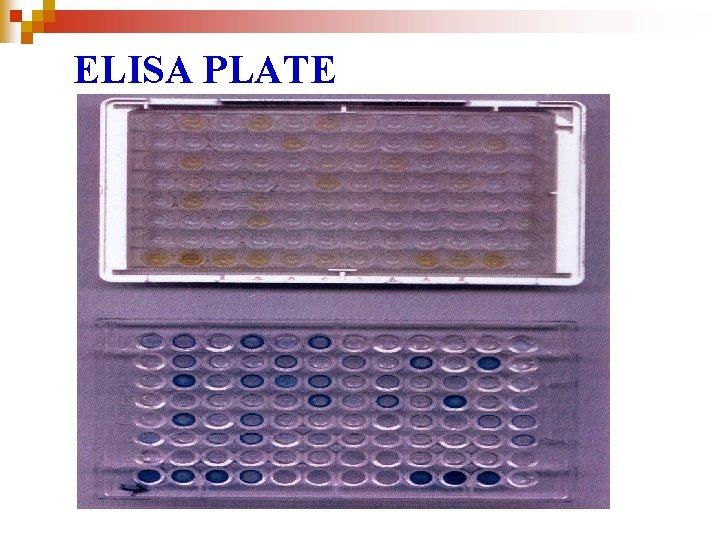 ELISA PLATE 