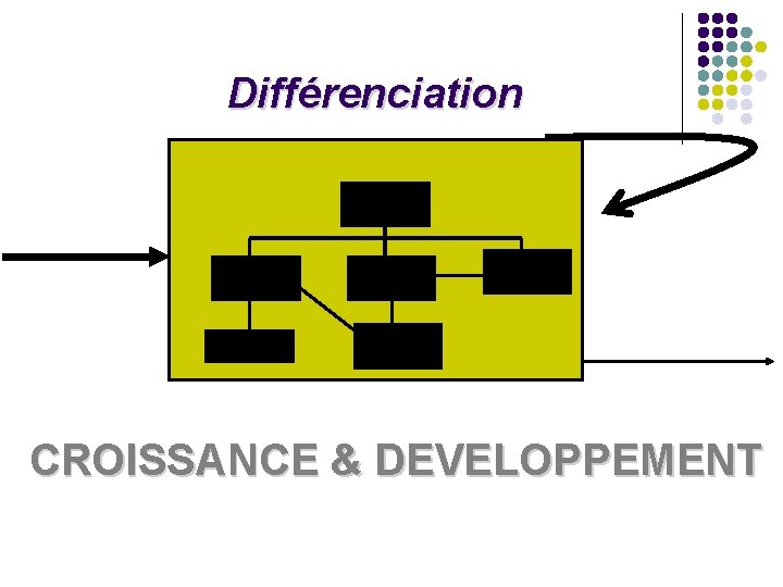 Différenciation CROISSANCE & DEVELOPPEMENT Différenciation CROISSANCE & DEVELOPPEMENT