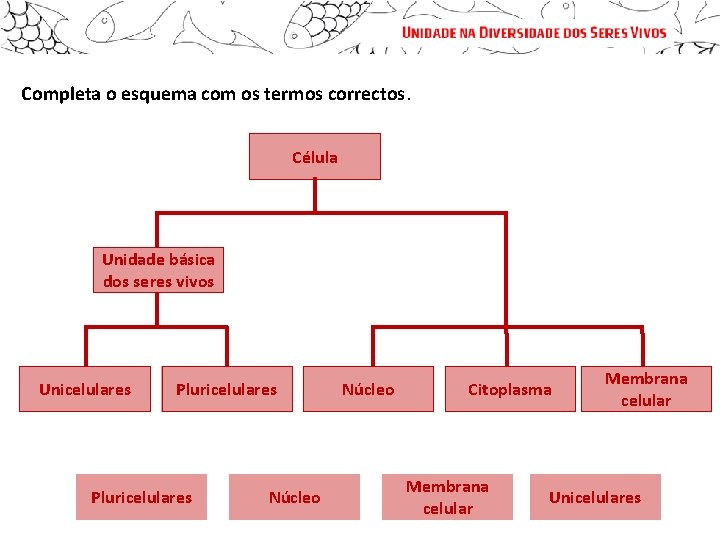 CLASSIFICACO DOS SERES VIVOS Os seres vivos constitudos