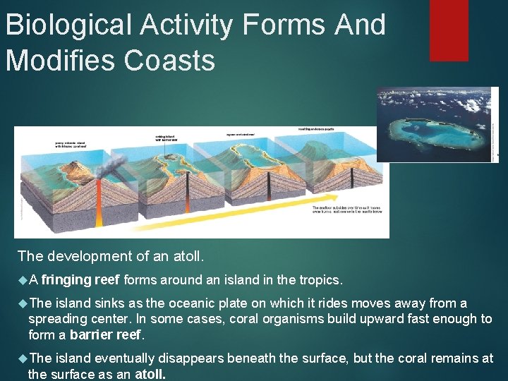 Biological Activity Forms And Modifies Coasts The development of an atoll. A fringing reef