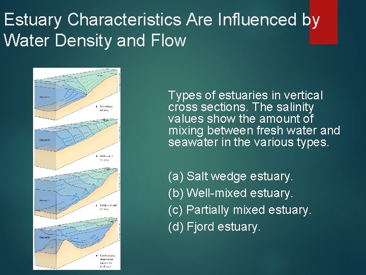 Estuary Characteristics Are Influenced by Water Density and Flow Types of estuaries in vertical