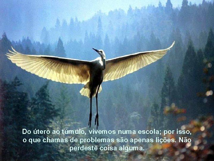 Do útero ao túmulo, vivemos numa escola; por isso, o que chamas de problemas