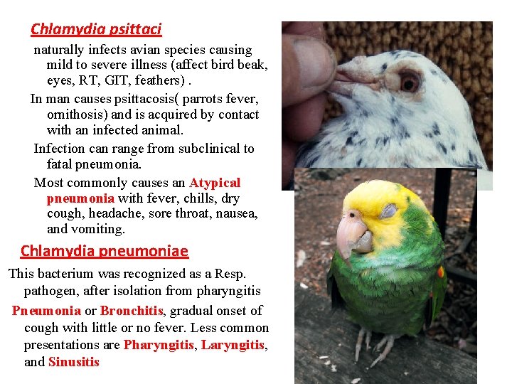 Chlamydia psittaci naturally infects avian species causing mild to severe illness (affect bird beak,