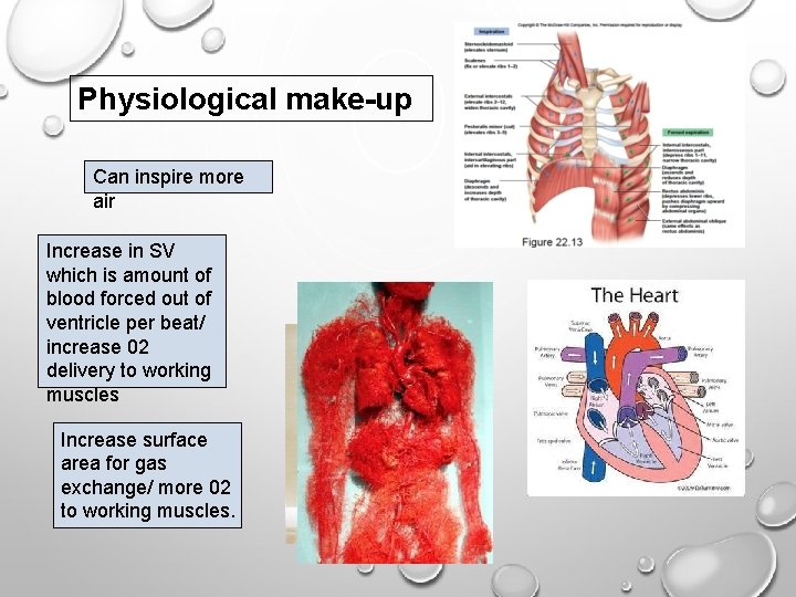 Physiological make-up Can inspire more air Increase in SV which is amount of blood
