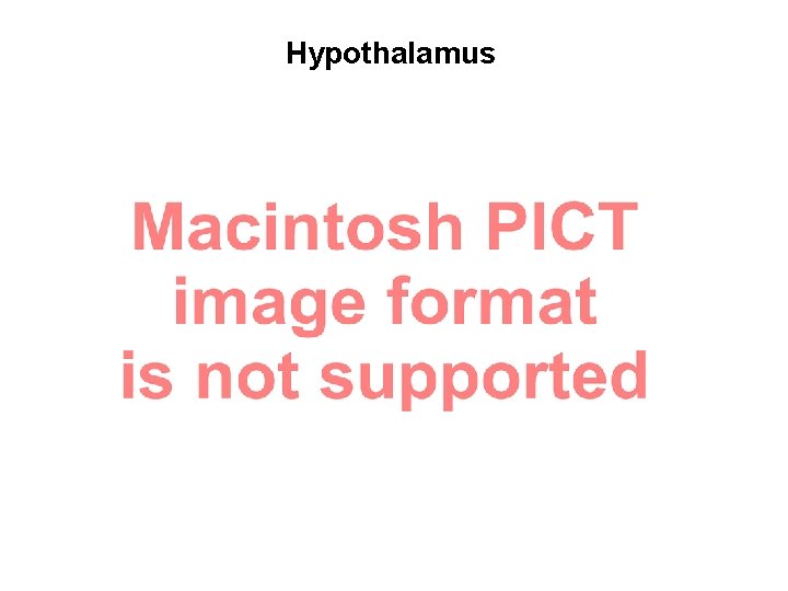 Hypothalamus 