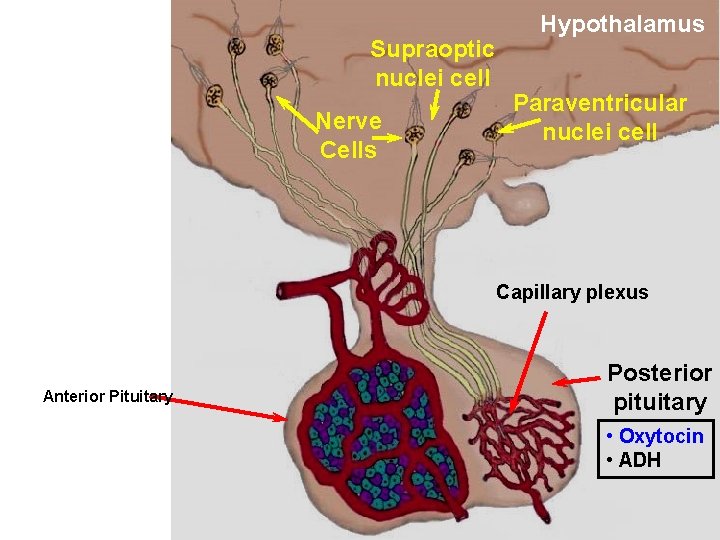 Supraoptic nuclei cell Nerve Cells Hypothalamus Paraventricular nuclei cell Capillary plexus Anterior Pituitary Posterior